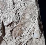 Fruchtkapsel Acer sp. (geflgelter Samen) - Bild © FossNet FossilienStore